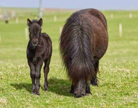 Black Standard Shetland Pony Foals - Hools Shetland Pony Stud