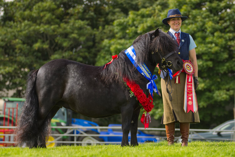 Black Shetland Pony Mare