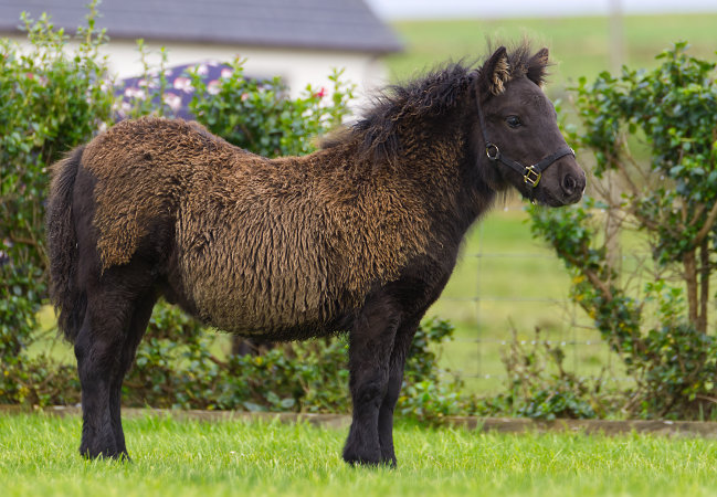 Black Shetland Pony Colt Foal