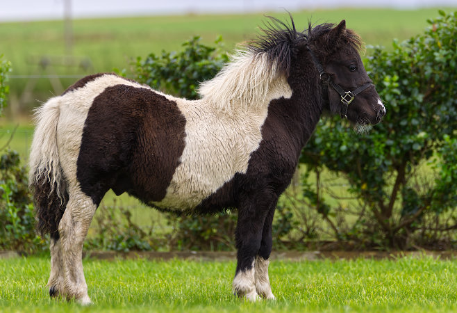 Standard Shetland Pony Piebald