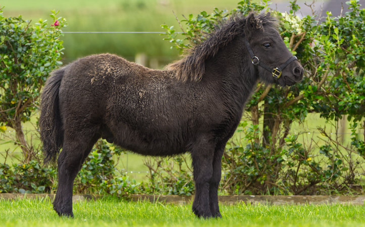 Black Standard Shetland Pony Foal